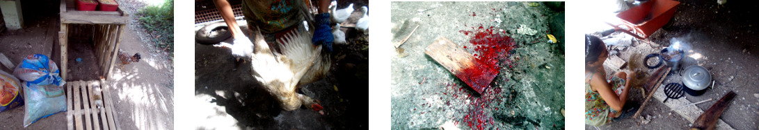 Images of tropical backyard duck being
        slaughtered