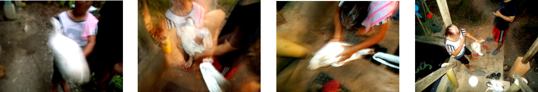 Images of a neighbour buying a
        tropical backyard duck