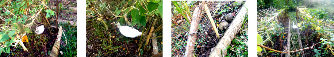 Images of duck trapped in protected
        tropical backyard garden patch