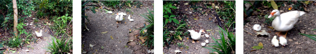(mages of newly hatched ducklings in
        tropical backyard