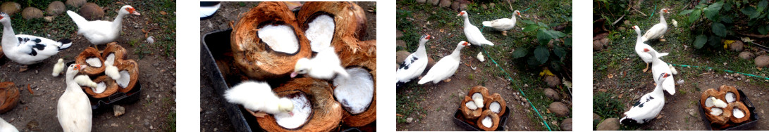 Images of young ducklings eating
        coconuts in tropical backyard