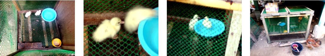 Images if tropical backyard ducklings
        in protective custody