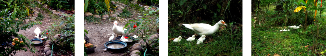 Images of newly born ducklings in tropical backyard