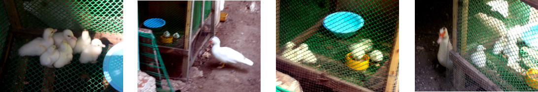 Images of young tropical backyard
        ducklings in protective custody