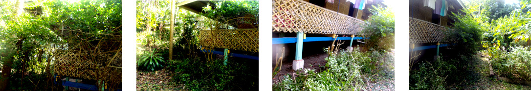 Images of durante bushes trimmed
            in tropical backyard