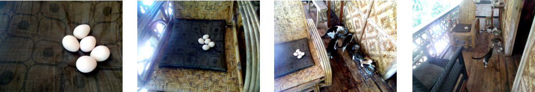 Images of eggs laid in a chair on a
        tropical house balcony