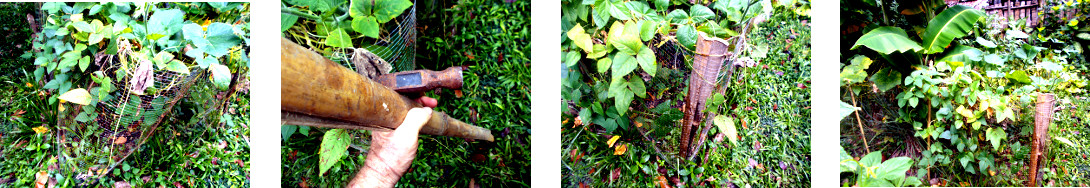 Images of repair to fencing in
        tropical backyard