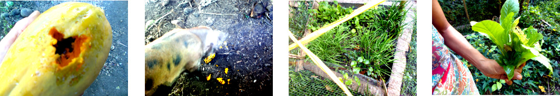 Images of small harvest from tropical
        backyard