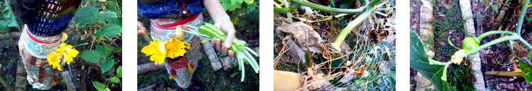 Imnages of squash plant and small
        harvest in tropical backyard