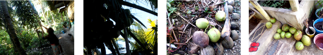 Images of young coconuts being
        harvested in tropical bckyard
