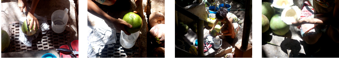 Images of woman cutting open young coconuts in tropical
        backyard