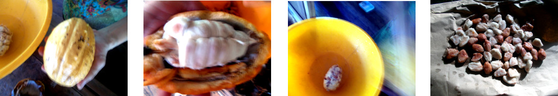 Images of cacao beans in
            tropical backyard