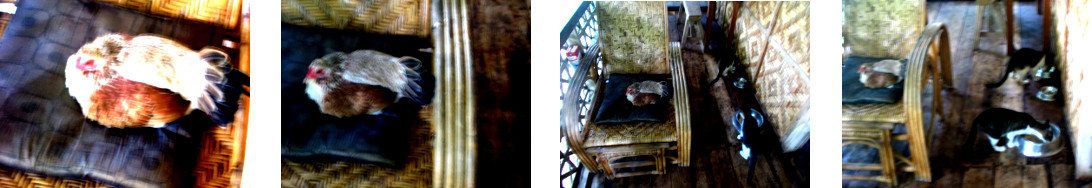 Images of tropical backyard hen
        nesting in balcony chair