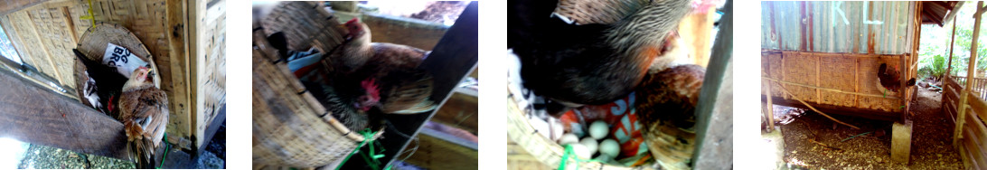 Images of two tropical backyard hens
        in one nest