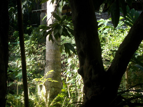 Image of sunny
        tropical morning