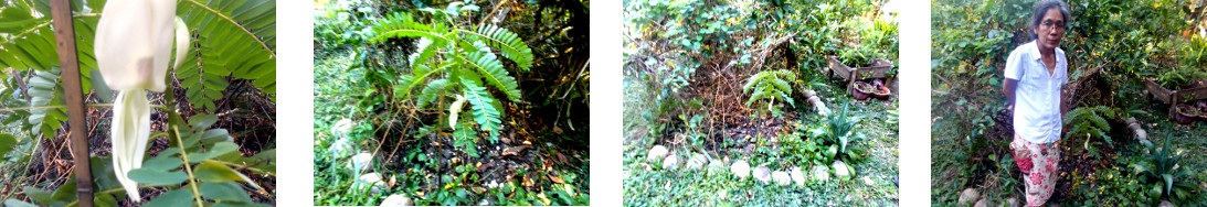 Images of flowering katurai bush in
        tropical bakyard