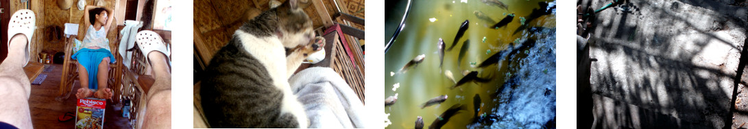 Images of a lazy morning in a tropical
        backyard