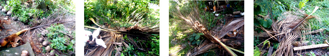 Images of fallen coconut tree
            branches in tropical backyard