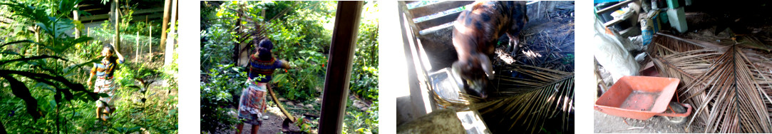 Images of fallen coconut branches
        being cleared up in tropical backyard
