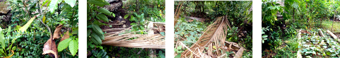 Images of fallen coconut branch in
        tropical backyard