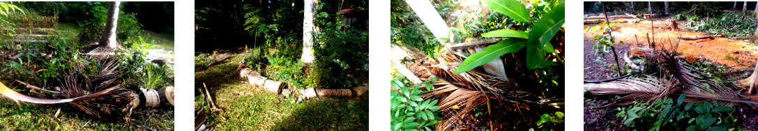 Imagws of fallen coconut branches in
        tropical backyard being tidied up