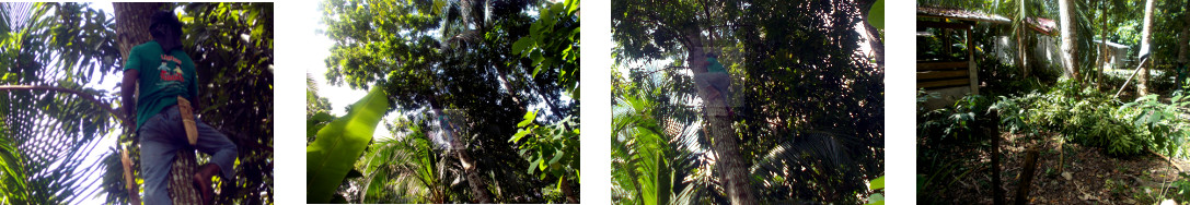 Images of man trimming tropical
        backyard mahogony trees by hand before felling them