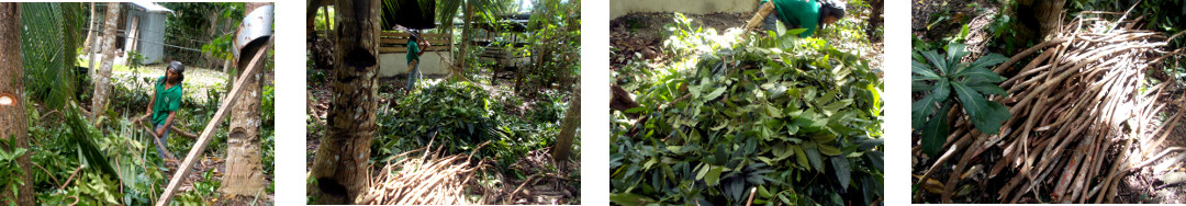 Images of mn clearing up debris in tropical backyard
        from trimmed mahogony trees