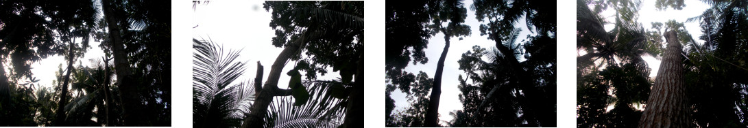 Images of tropical backyard mahogany trees trimmed of
        branches ready for felling