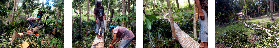 Images of felled tropical backyard
        mahogany tree being cut up