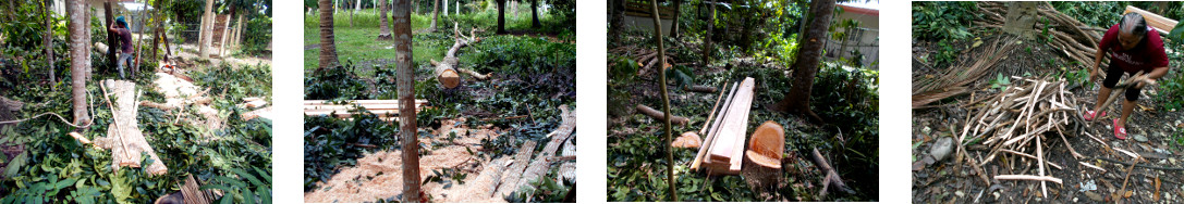 Images of felled tropical backyard mahogany tree being
        processed