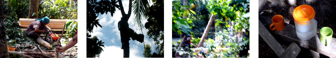 Images of tropial backyard mahogany tree being felled