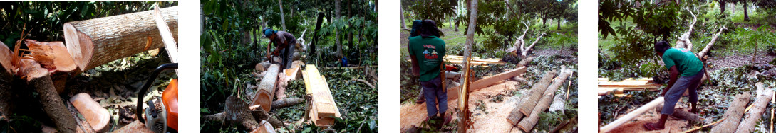 Images of tropical backyard mahogany trees being
        processed after felling