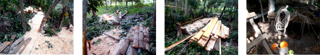 Images of mahogany trees sawn up in tropical backyard