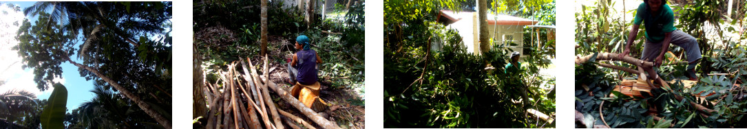 Images of tropical backyaed mahogany
        tree being prepared for felling