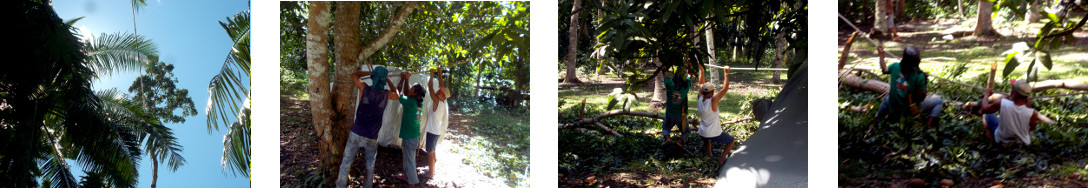 Images of tropical backyard mahogany tree being felled