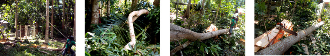 Images of felled tropical backyard mahogany tree