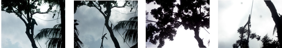 Images of tropical backyard mahogany
        tree being trimmed before felling