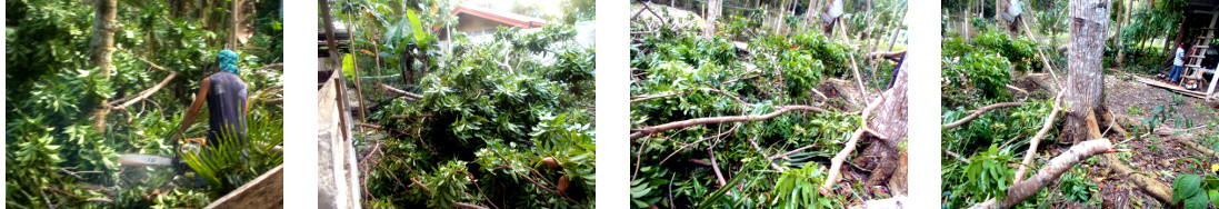 Images of debris from tree cutting in tropical backyard