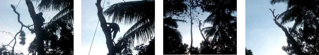 Images of tropical backyard tree being trimmed before
        felling