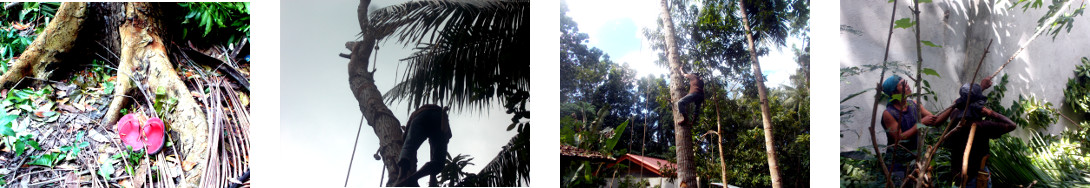 Images of tropical backyard mahogany
        tree being prepared to be felled