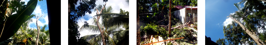 Images of top of mahogany tree being removed before
        felling