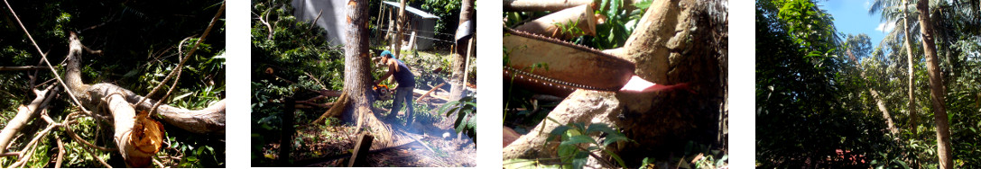 Images of tropial backyard mahogany tree being cut down