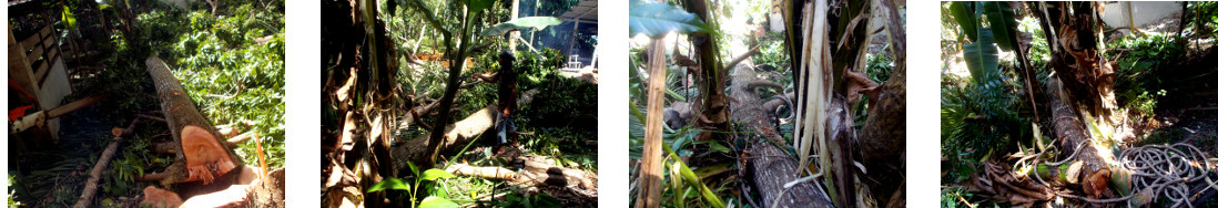 Images of mahogany tree felled in tropical backyard