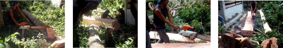 Images of felled mahogany tree being cut up in tropical
        backyard
