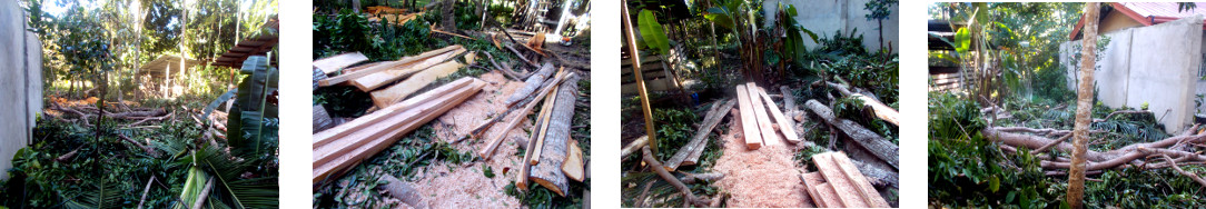Images of debris in tropical backyard after tree
        felling