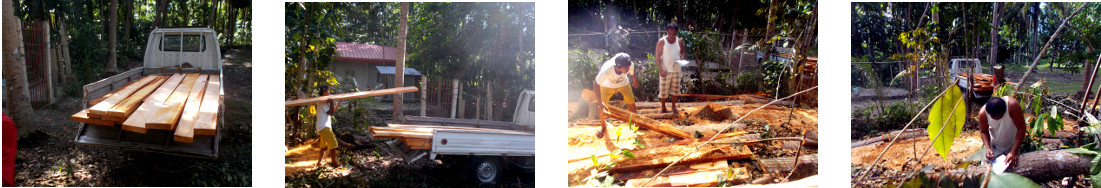 Images of mahogany planks being removed from tropical
        backyard