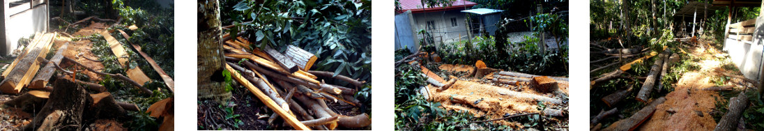 Images of debris left behind after
        tree felling and processing in tropical backyardelling and