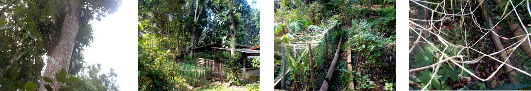Images of tropical backyard garden patches