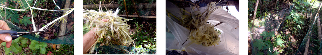 Images of antii-chicken raffia being
        removed from tropical garden patch