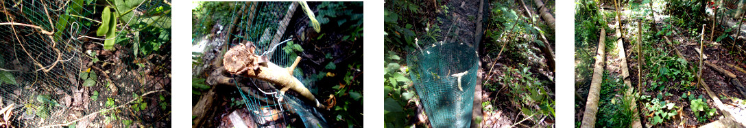 Images of protective fencing removed from tropical
        garden patch